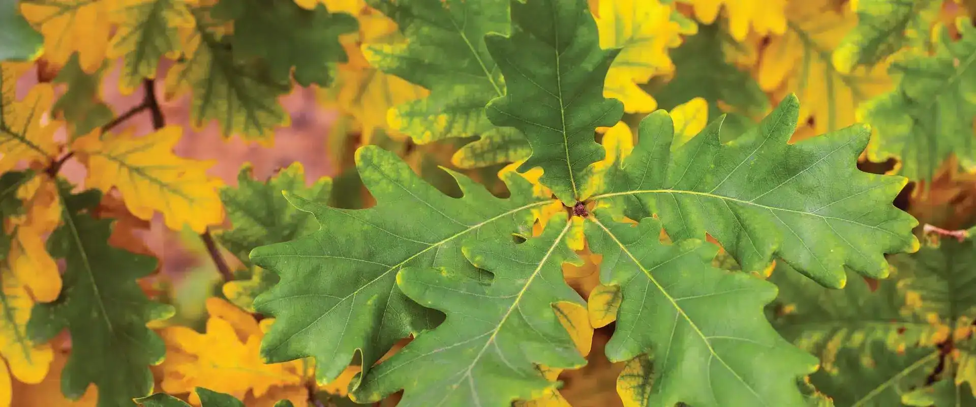 Why Winter Is the Right Time to Prune Oak Trees | Preventing Oak Wilt
